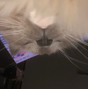 Meet your Posher, Rachel